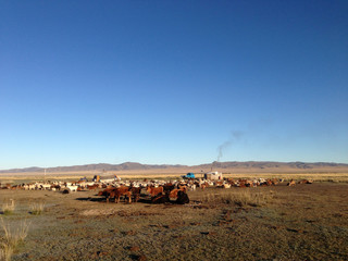 Two traditional yurts with livestock