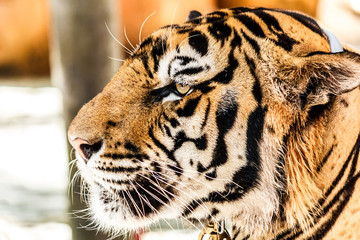 Picture of Bengal tiger.