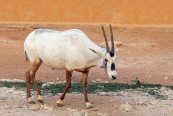 Arabian Oryx
