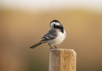  White wagtail (Motacilla alba)