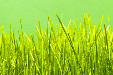 Green wheat grass