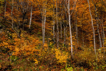 Scenic landscape of autumn forest