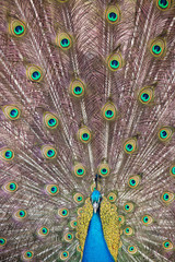 Obraz premium Peacock