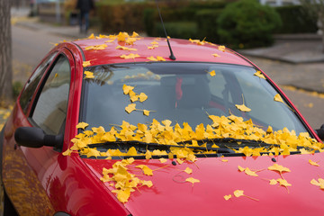 fallen leaves on car