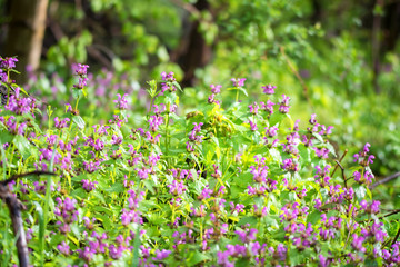 Blossoming Lamium purpureum