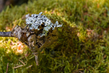 Moss of wood in a park in south of France
