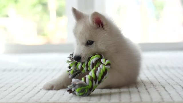  puppy  playing with Colorful Rope Toy,slow motion