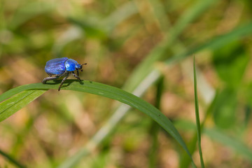 blue Bug