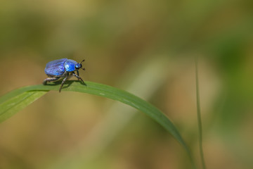 blue Bug