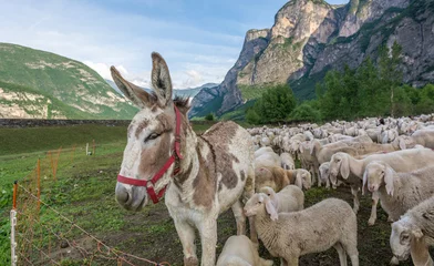 Photo sur Plexiglas Âne Troupeau de moutons et un âne