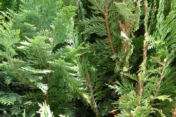 Fern