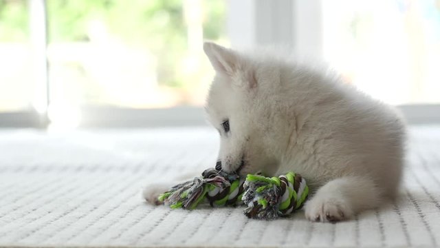 puppy  playing with Colorful Rope Toy,slow motion