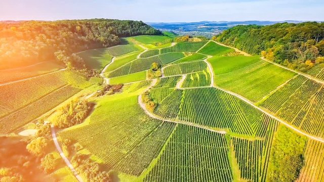 Aerial view of vineyard at summer time. Full HD