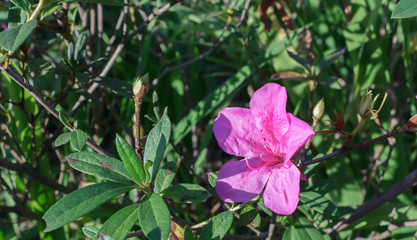 Pink hibiscus flowers in the garden.