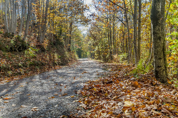 A beautiful mountain trail in the Abetone area, Tuscan-Emilian Apennines, Pistoia, Italy, in the autumn season