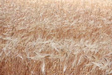 Bright wheat field meadow close up