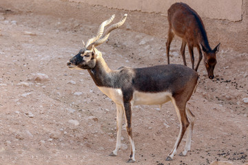 Blackbuck