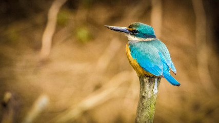 Kingfisher on a stick