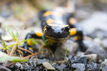 salamander