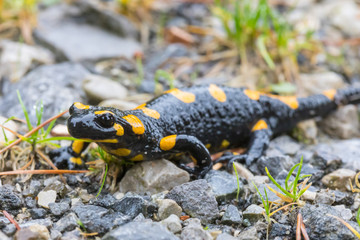 salamander