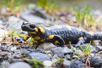 salamander