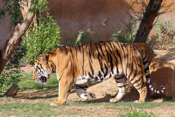 Fototapeta na wymiar Siberian Tiger