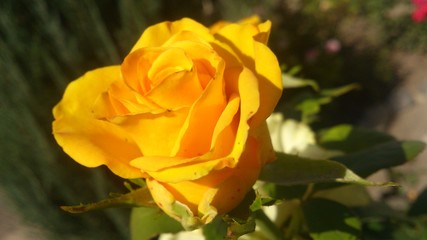 Flower yellow rose