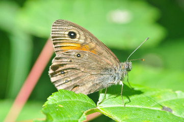 Naklejka premium Lasiommata maera, the large wall brown butterfly in bush