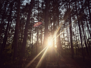 sun behind trees in a forest during autumn