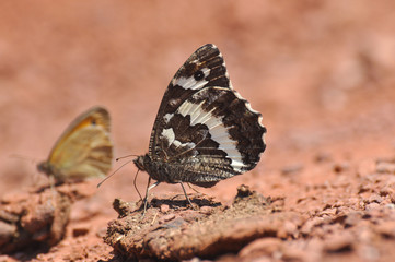 Fototapeta na wymiar The Great Banded Grayling butterfly - Brintesia circe on the road