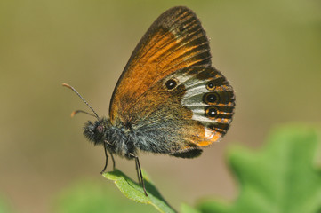 The Coenonympha arcania or Pearly Heath butterfly on a green leaf close up