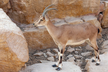 Alpine Ibex