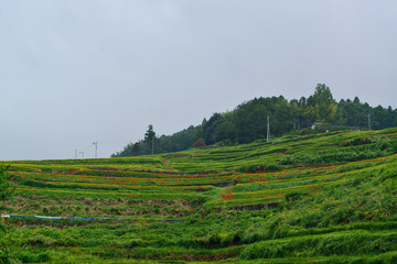 内成棚田の彼岸花