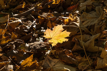Autumn leaf kissed by a ray of sunshine on a carpet of dry leaves, Cutigliano, Abetone, Pistoia, Italy
