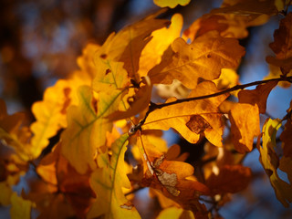 Autumn in the forest, autumn leaves, dry plants