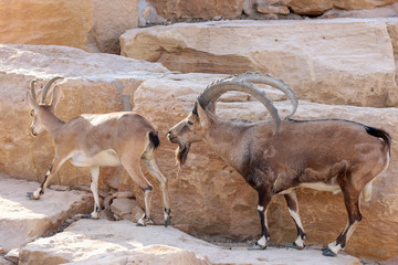 Alpine Ibex