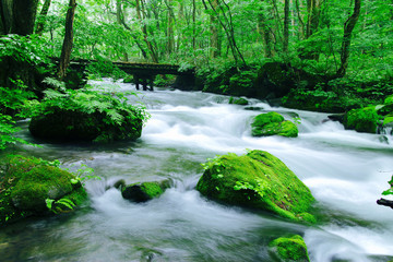 Obraz premium 奥入瀬渓谷（青森県・十和田市）