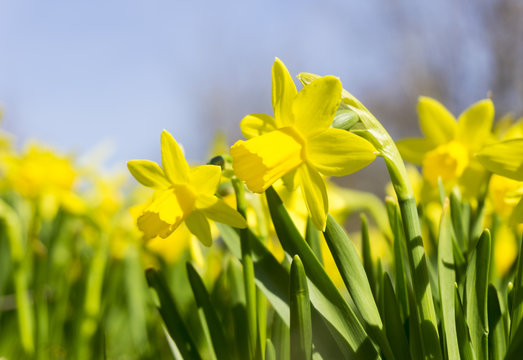 Gelbe Narzissen oder Osterglocken in der Frühlingssonne. 