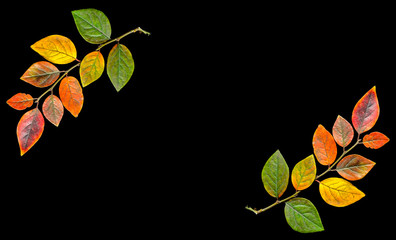 Colorful leaves close-up isolated on a black background