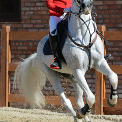 Gray  sport horse and rider on gallop. Horse show jumping in details.