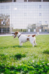 Cute Jack Russell terrier in park