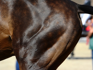 Muscles on the leg of a sports horse