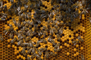 bees swarm on a frame with honey