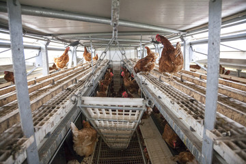 mobiler Hühnerstall mit Legehennen und vereinzelt Hähnen