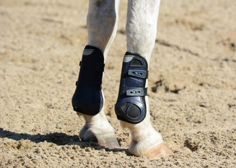 Two legs of a gray sport horse in training.