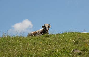  cow on the backs © Krzysztof
