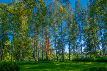 A beautiful summer pacifying natural landscape. Birch trees on the edge of the forest against the blue sky and streaming sunlight.