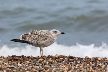 Seabird. Juvenile sea gull. Young bird in profile on the coast.