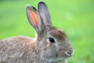 Bunny close up