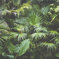 Fototapety  piękne liście palmowe drzewa w słońcu